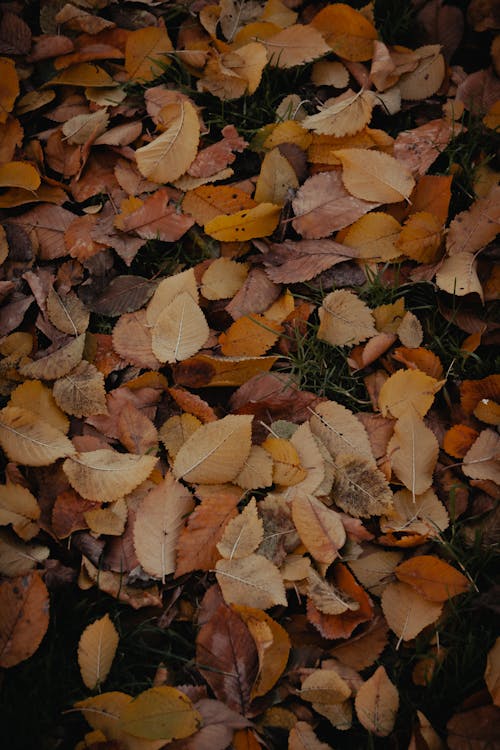 Бесплатное стоковое фото с вертикальный выстрел, листва, опавшие листья
