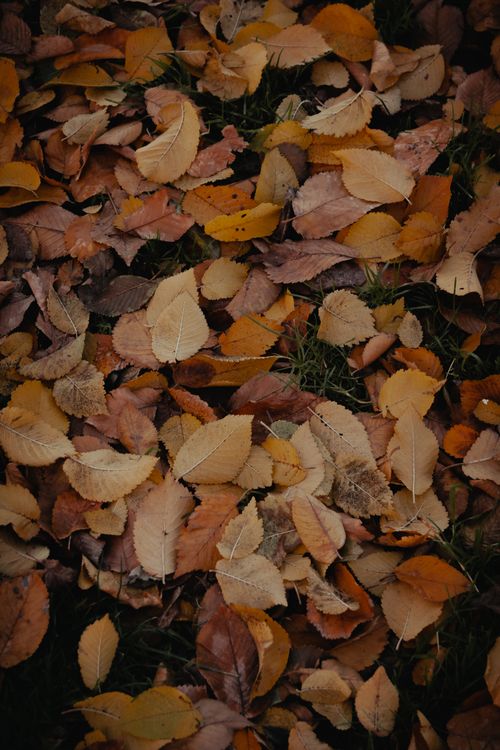 Free Fallen autumn leaves in diverse hues on green grass, capturing the beauty of fall in İstanbul. Stock Photo