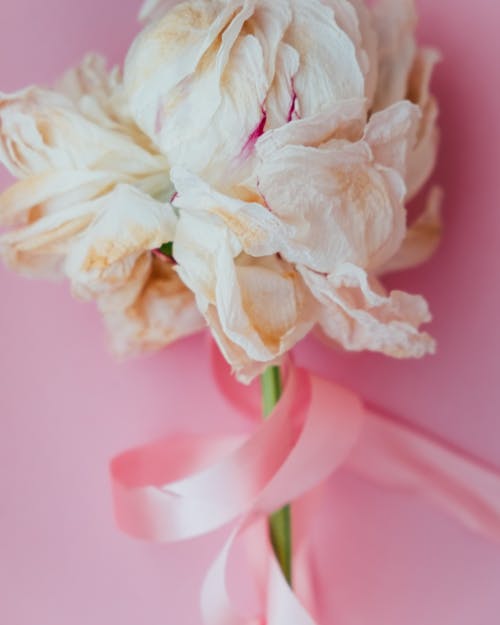Gratuit Photos gratuites de fermer, fleur séchée, ruban rose Photos