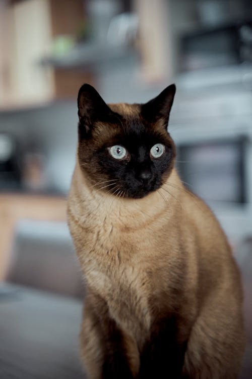 Brown and Black Cat in Close Up Shot