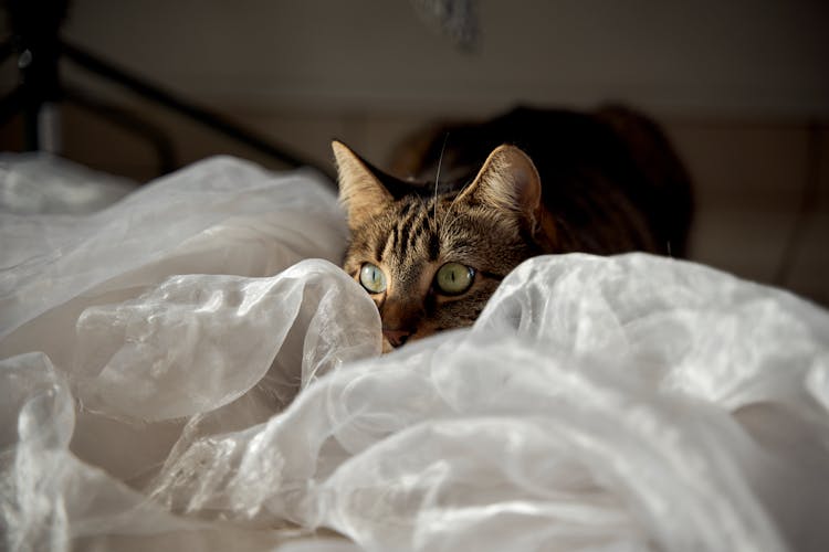 Cute Cat Hiding In Fabric