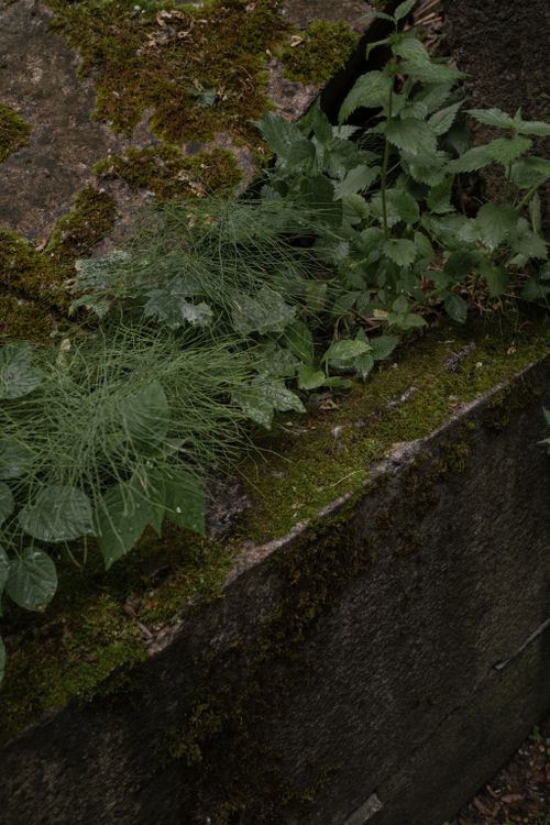Free Overgrown gravestone with lush moss, nettles, and grasses in a serene cemetery setting. Stock Photo