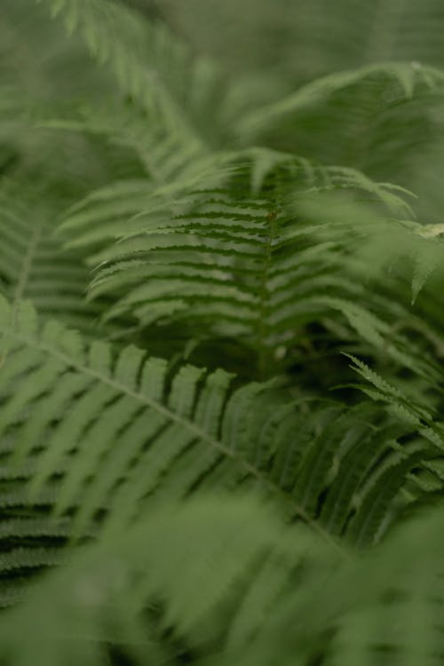 무료 나뭇잎, 녹색, 무성한의 무료 스톡 사진