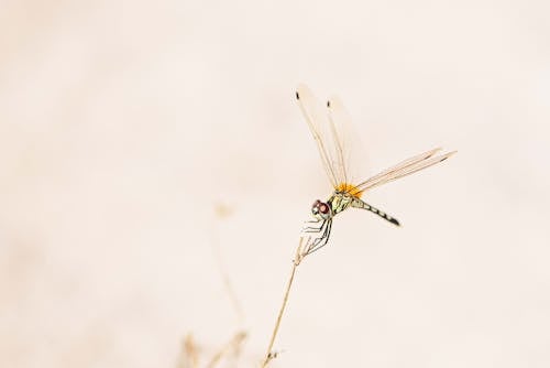  Dragonfly on a Dried Stem 