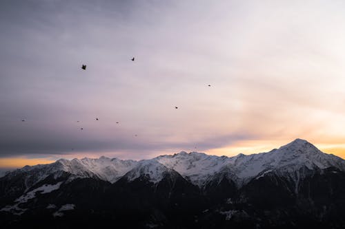 Birds Flying Over Snowcapped Mountains 