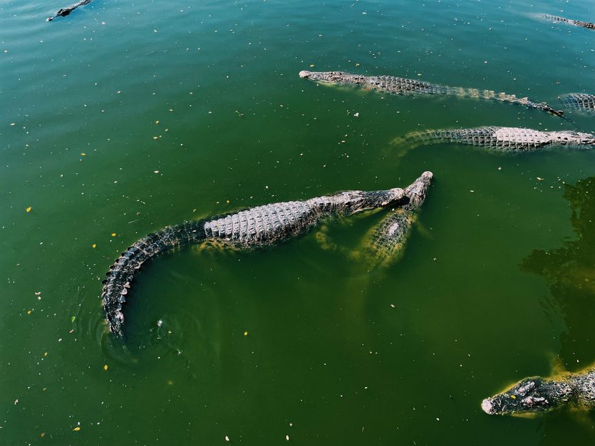Crocodiles swimming in green water, captured from above, showcasing wildlife behavior.