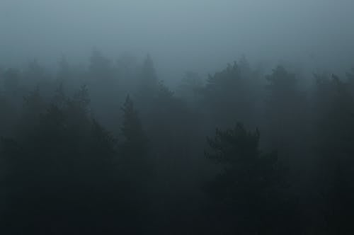 Photos gratuites de arbres, brouillard, brumeux