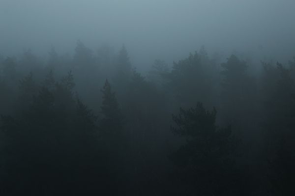 Mist-covered pine forest — photo by Amina B on Pexels