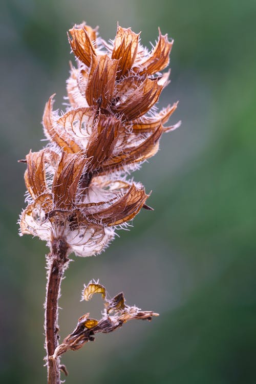 Brown Flower in Close Up Shot