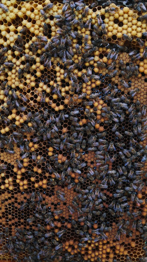 Free Close-Up Shot of Honey Bees in their Honeycomb Stock Photo