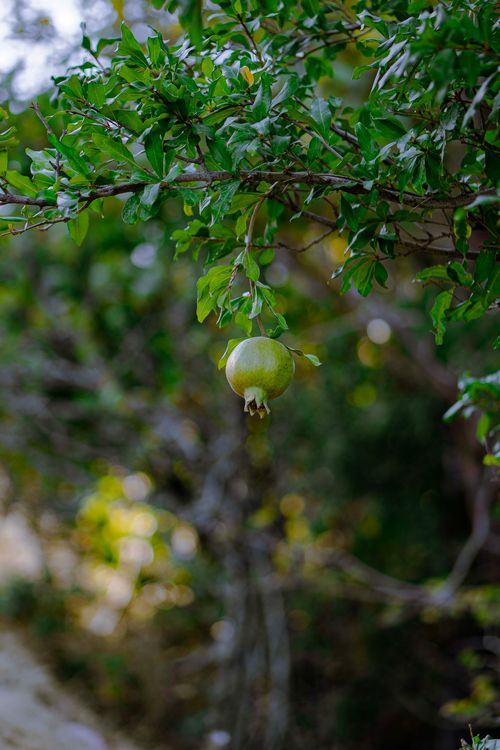 Free Green pomegranate hanging on tree branch in Hartlap, Türkiye. Stock Photo