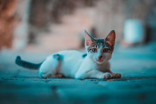A cute tabby kitten lying on a stone path outdoors with a blurred background.
