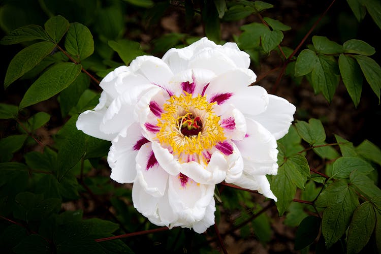 Blooming Flower Growing In Garden