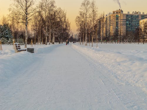 Безкоштовне стокове фото на тему «дерева, застуда, зима»