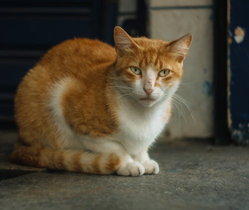 Foto profissional grátis de animal, animal de estimação, bigodes de gato