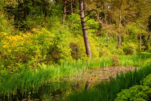 Green Trees on Water