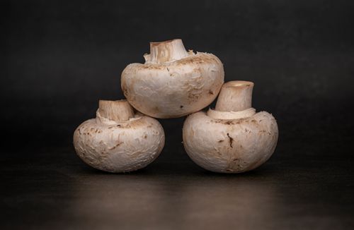 White edible mushrooms on a dark background