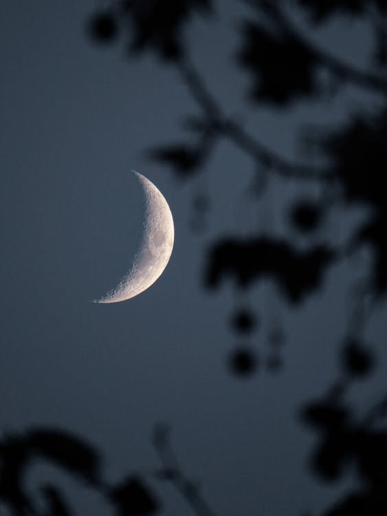 Foto de stock gratuita sobre árbol, buenas noches, cielo hermoso,  fotografía de luna, media luna, noche, oscuro, tiro vertical, ver