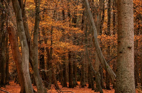 Foto d'estoc gratuïta de a l'aire lliure, arbres, baguls