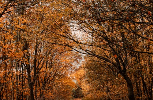 bezplatná Základová fotografie zdarma na téma les, padání, podzim Základová fotografie
