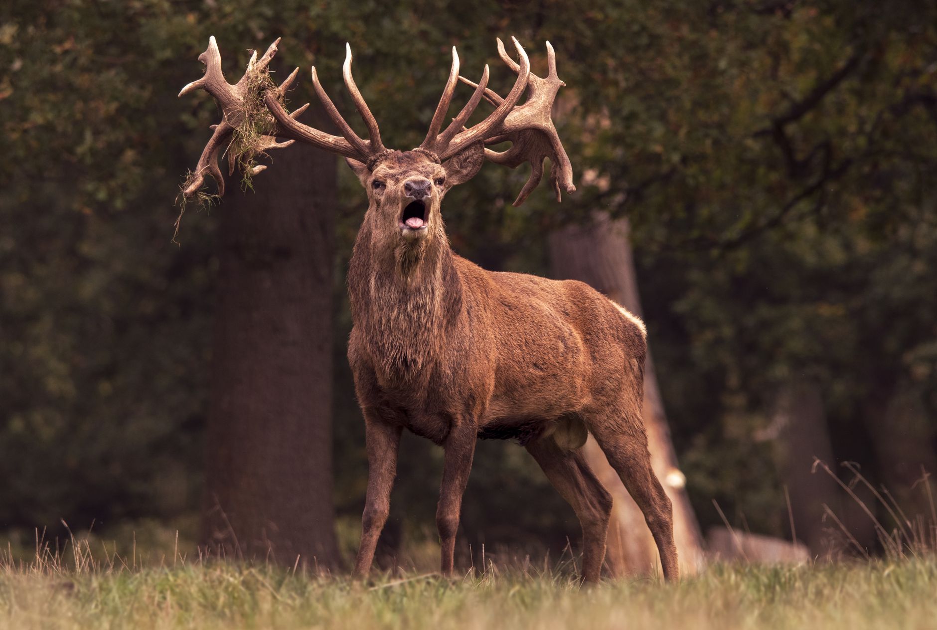 Red deer stag bellowing
