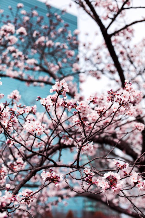 Pink Cherry Blossom Tree