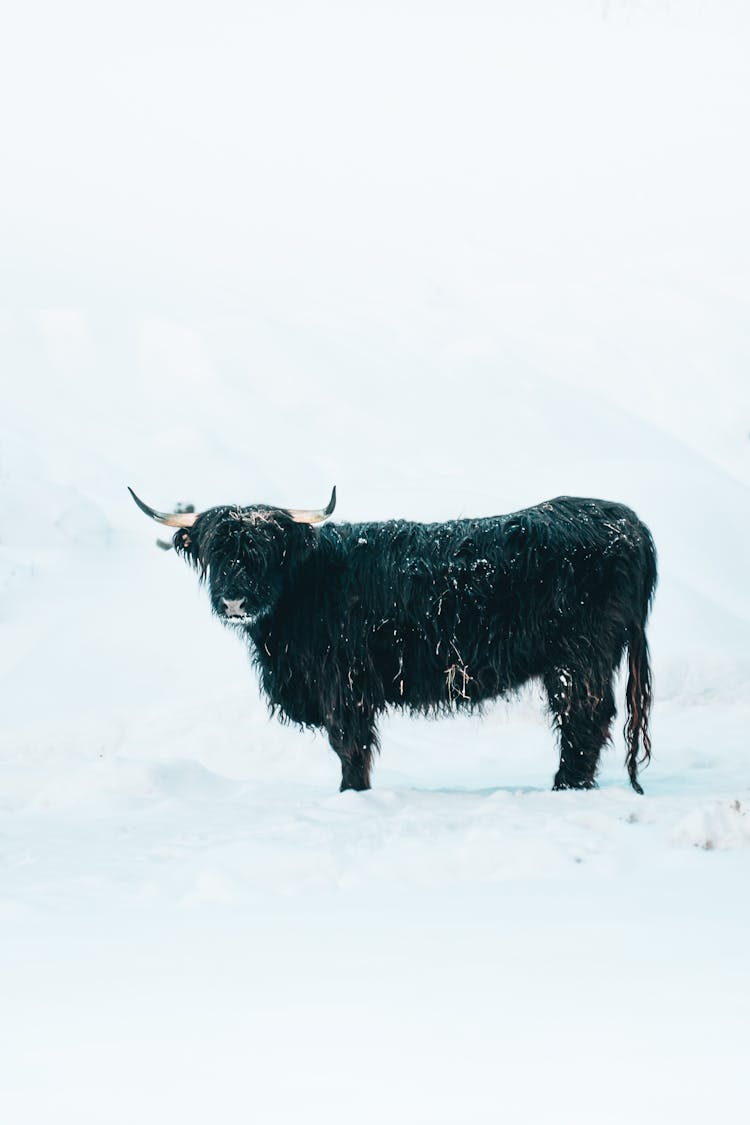 Black Cow Standing On Snow