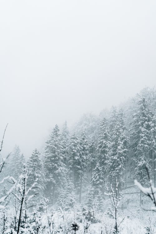 Kostnadsfri bild av dimma, kall, natur