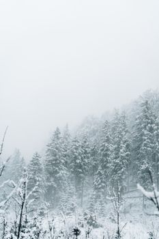 A tranquil winter scene of snow-covered trees in a misty forest.
