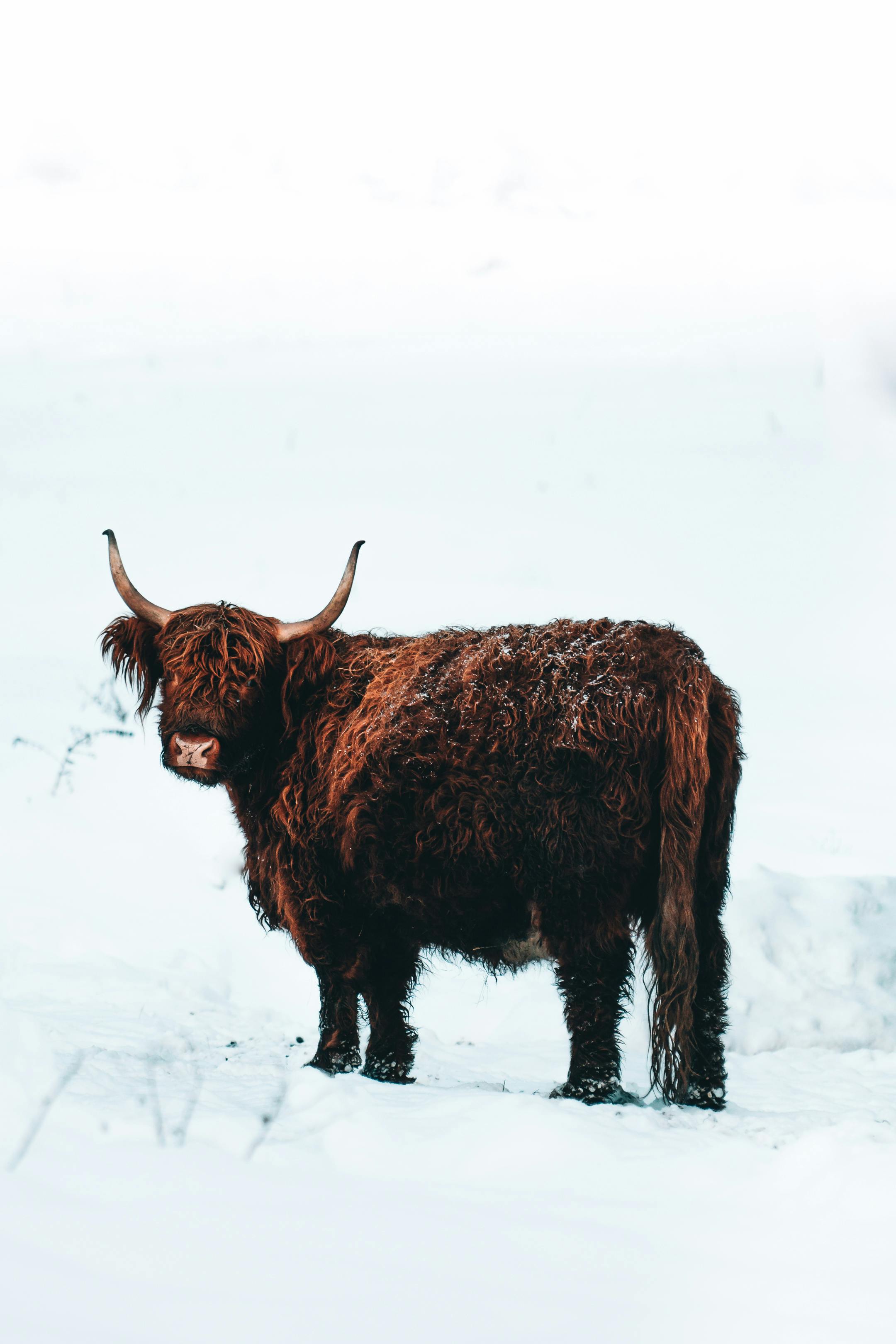 grátis Foto profissional grátis de acasalar, agricultura, animais selvagens Foto profissional