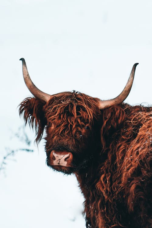 Highland Cow in Snow 