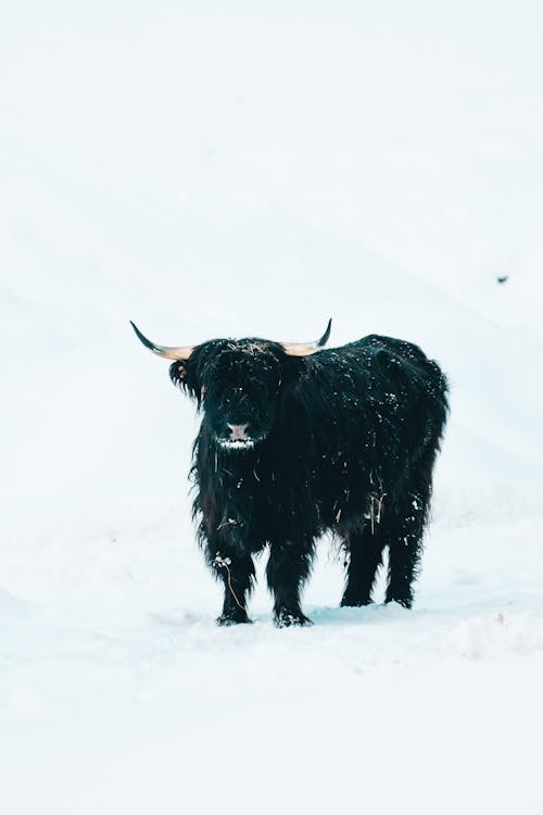 Highland Cow in Snow 