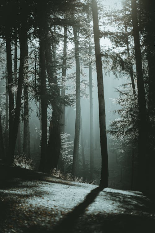 Fotobanka s bezplatnými fotkami na tému exteriéry, les, lesy