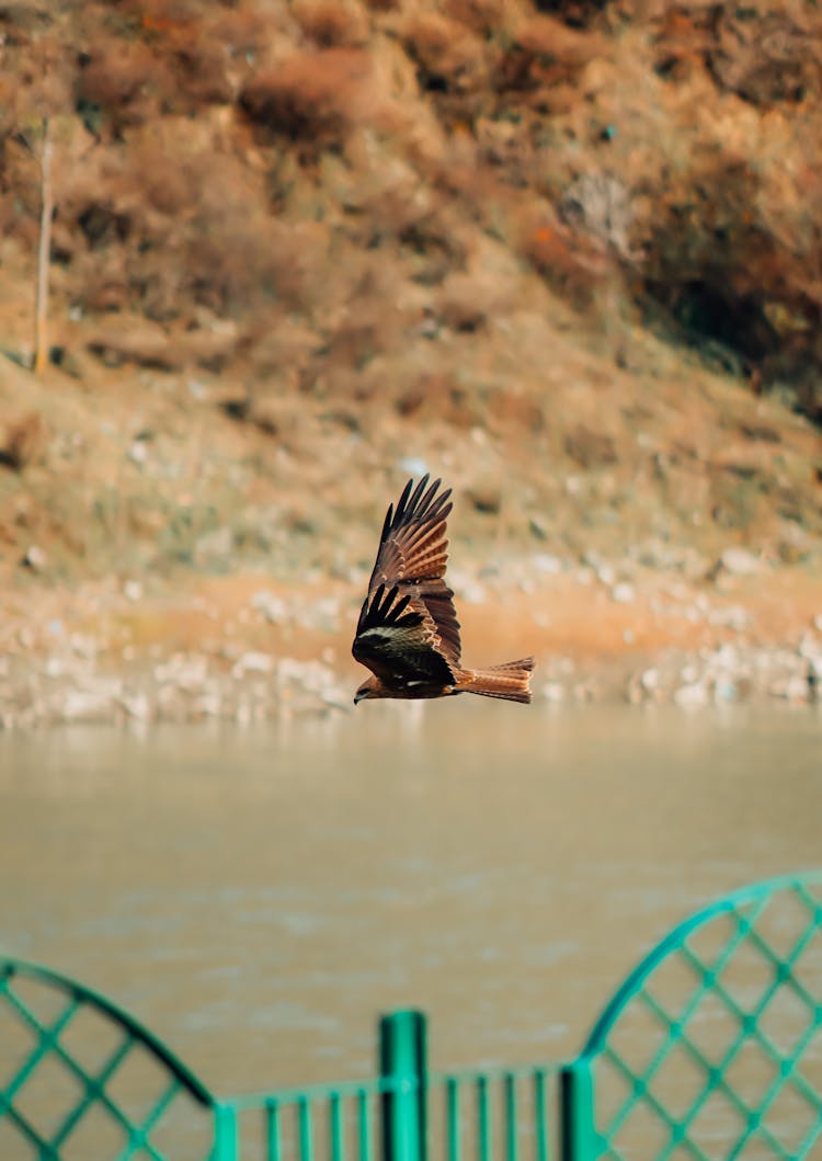 Red Kite Bird Flying Over The River