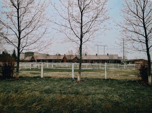 Бесплатное стоковое фото с безлистные деревья, голые деревья, деревянный забор