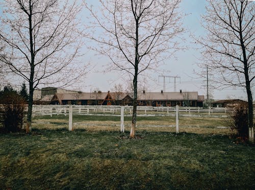 Leafless Trees on a Grassy Field