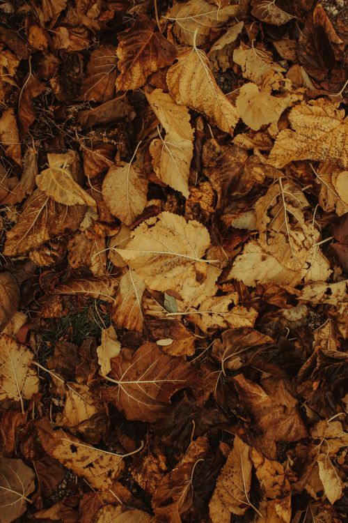 Free Detailed close-up of various autumn leaves forming a natural carpet outdoors. Stock Photo