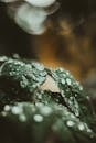 Water Droplets on Green Leaves