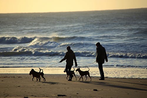 People Walking with Dogs on the Beach