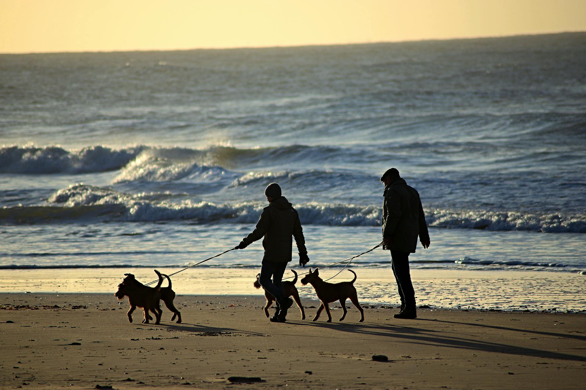 People Walking with Dogs on the Beach