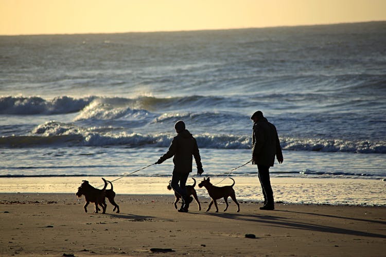 People Walking With Dogs On The Beach