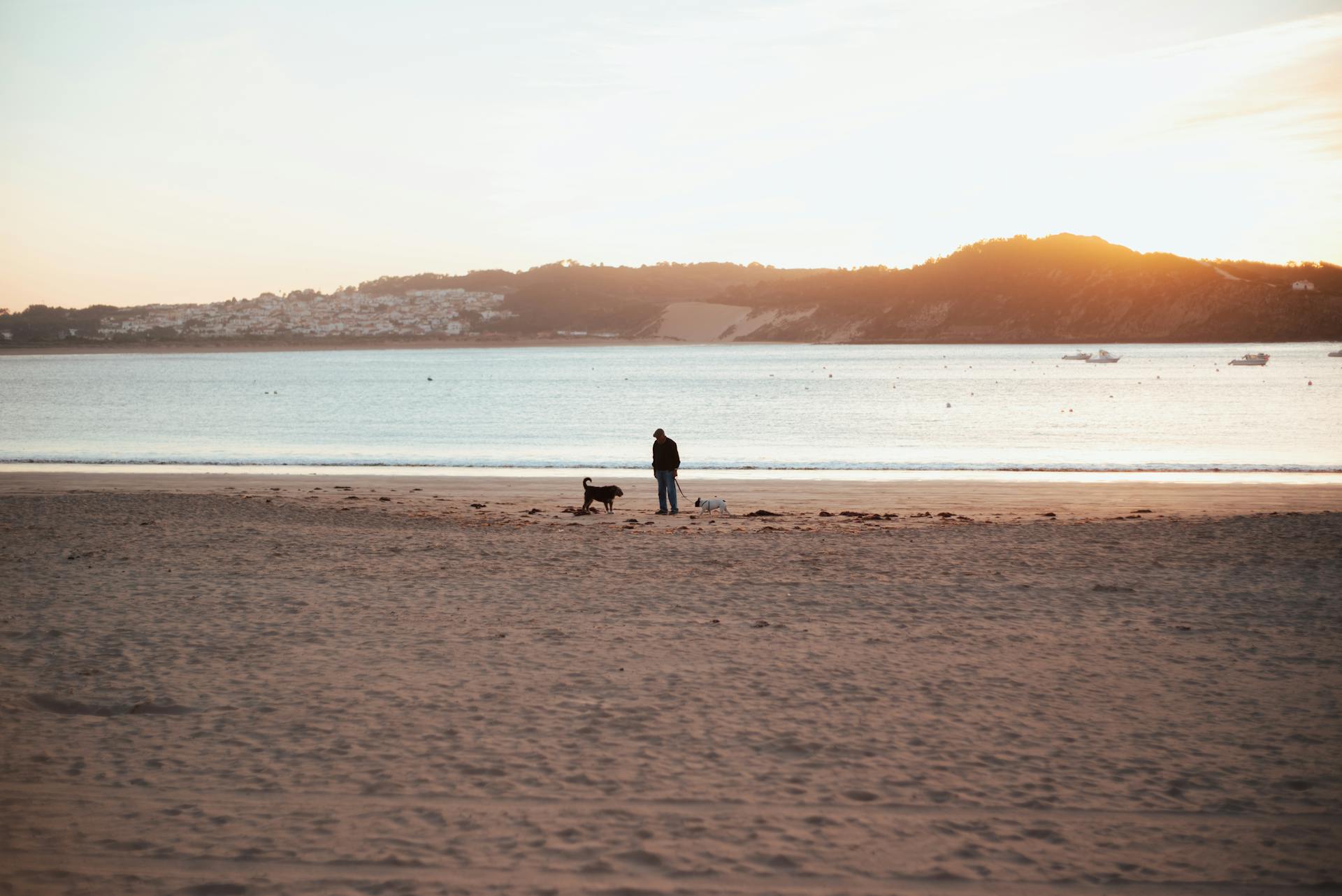 Person with Dogs Standing on the Beach