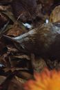Brown Bird on Brown Dried Leaves