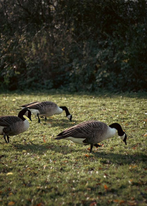 Geese Walking on Green Grass