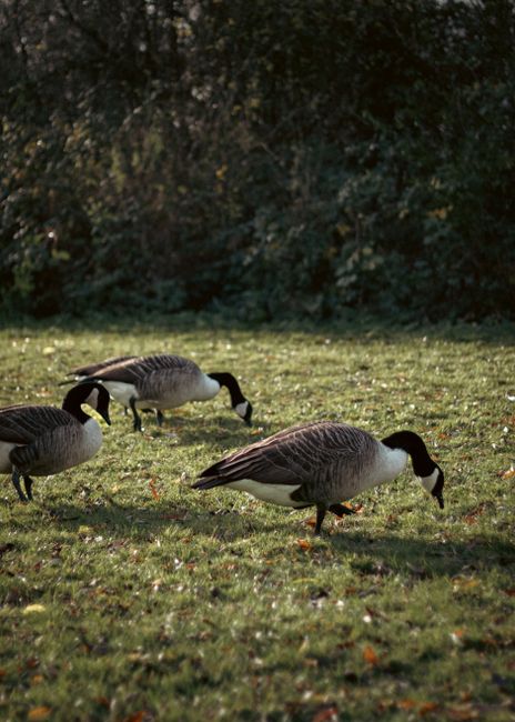 A group of Canadian geese feeding on grass in an autumn park setting.