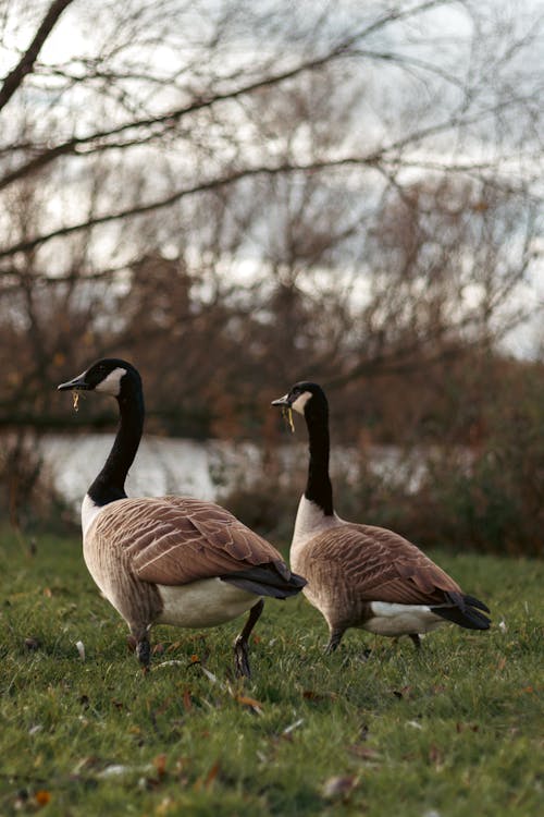 Brown Geese Standing on Green Grass