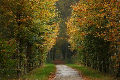 Road in Autumn Forest