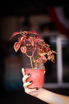 Close-up of a coleus plant in a red pot with red leaves, held in a hand indoors.