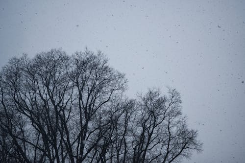 A Leafless Tree