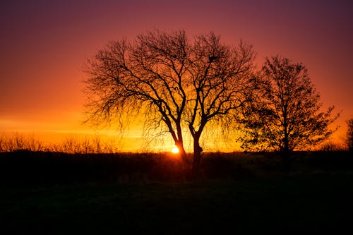 Silhouette of Bare Trees during Sunset